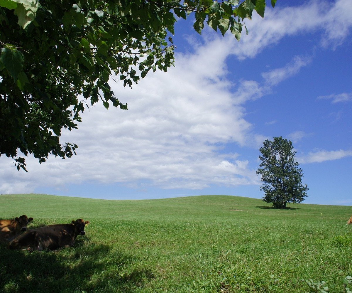 🍦 비에이 방목 낙농장 / 비에이 팜 (소프트크림) 이미지 7